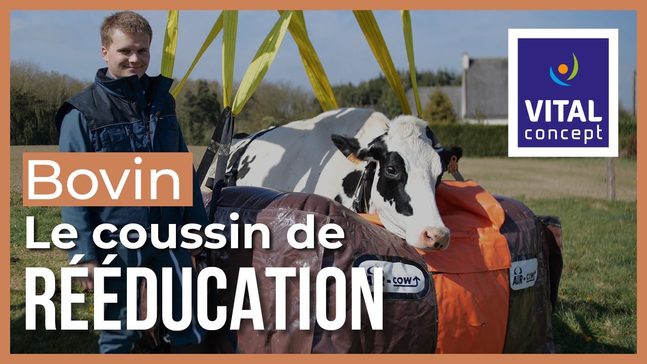Air-Cow : le coussin de levage pour sauver vos vaches !